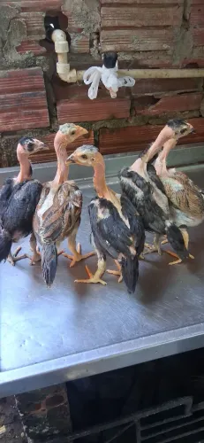 Pintos polaco de raça todas femeas , 100 reais as cinco