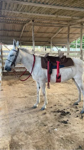 Vendo mula macha picada mansa sem defeito nenhum dou garantia