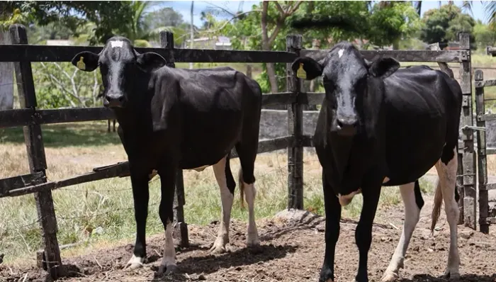 duas novilhas guzolando inseminada