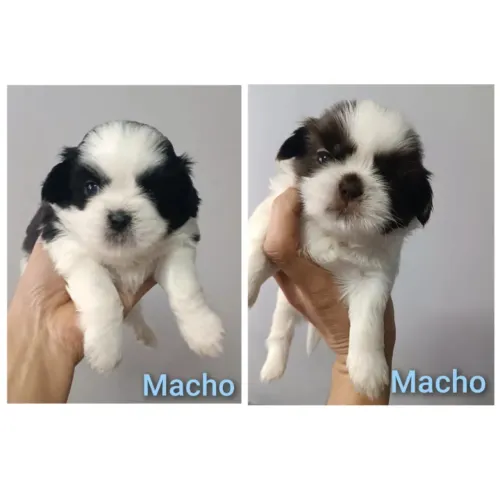 Venda de Shih-Tzu