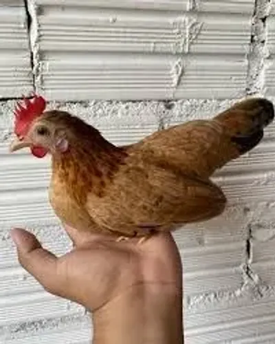garnizé