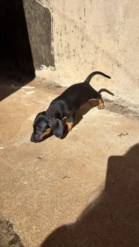 Basset Dachshund fêmea 