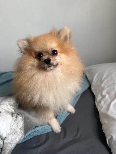 Lulu da Pomerânia 