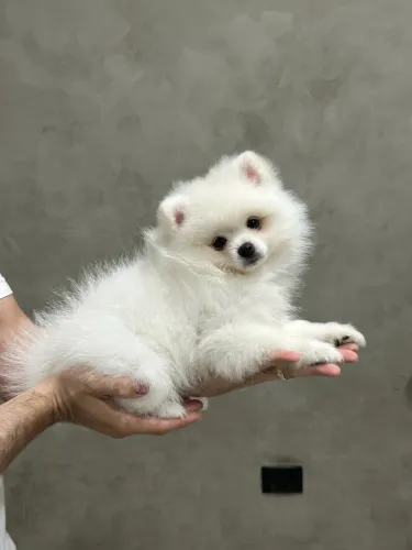 Spitz Alemão Anão