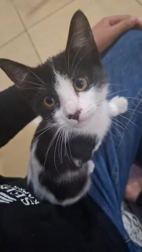 Gato para doaçao