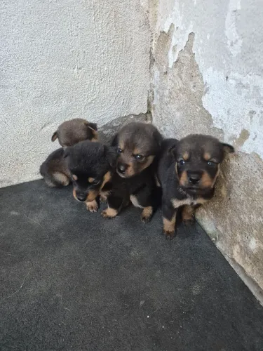 Filhote de Rottweiler