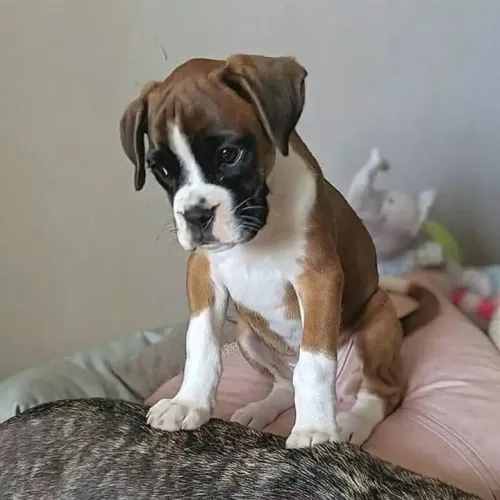 Boxer Filhote - Raça Forte e Carinhosa