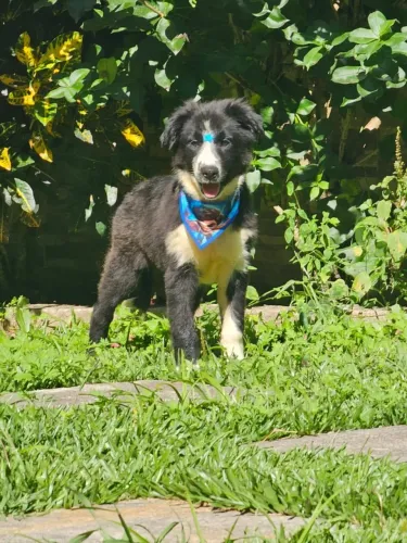 Border Collie | Entrega em Maringá 27/03