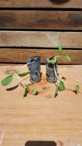 Muda de bucha vegetal