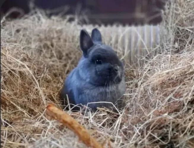 Coelho Netherland Dwarf