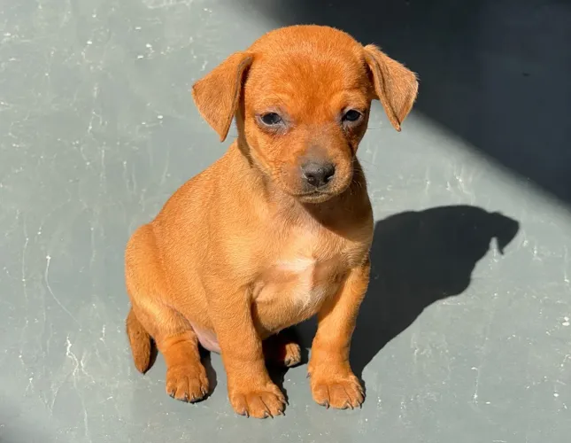 Pinscher fêmea 
