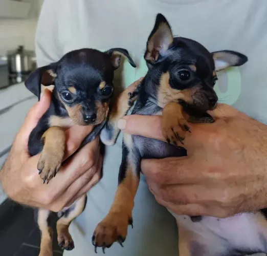 Pinscher miniatura macho e fêmea