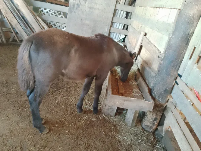 Cavalo  