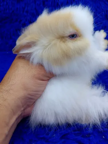 Anão Teddy coelho anão bicolor olhos azuis 