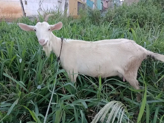 Lote Cabras leiteira 