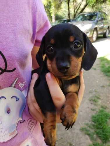 Dachshund carinho para todos momentos especiais