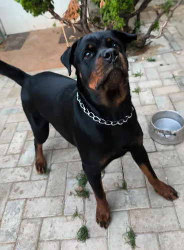 Doação Rottweiler fêmea 1ano