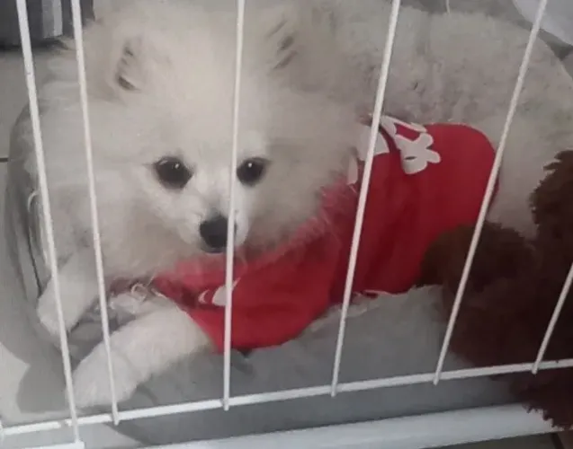 Spitz Alemão Macho - 4 Meses | Lindo, Saudável e Pronto para um Novo Lar!
