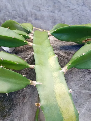 Muda de Pitaya Auto-fértil - Cladódio Maduro (Já produz rápido!)