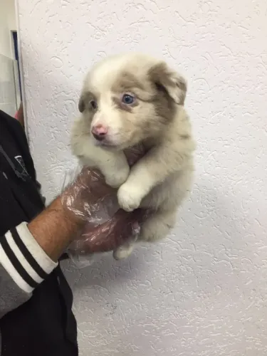 Border Collie Premium | Filhotes com Pedigree, Garantia e Contrato