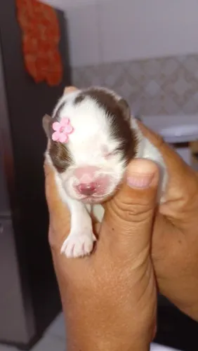 Vende-se filhotes de cachorrinho lulu da Pomerânia original