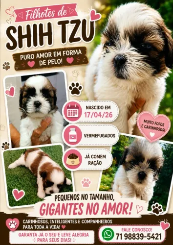 Filhotes de Shitzu 