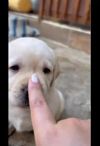 Filhote de labrador para doação 
