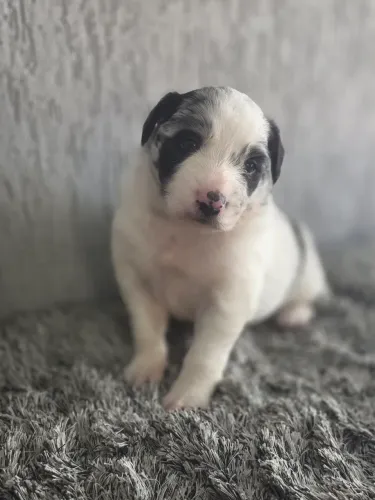 Filhote Border Collie 