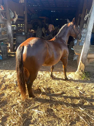 Horse 