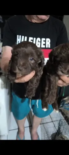 Poodle Toy macho e fêmea chocolate