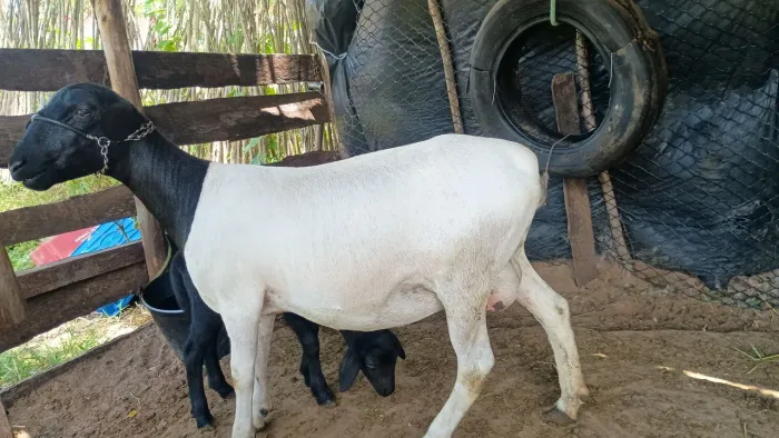 Ovelha dorper
