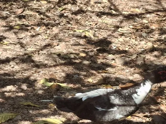 Pato macho 