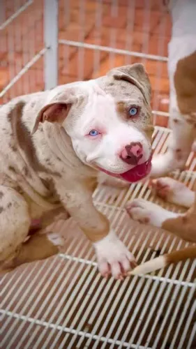 ADOÇÃO PITBULL FILHOTE AMÁVEL