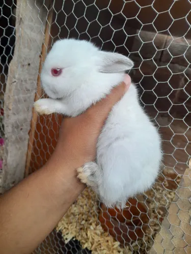 Femea netherland dwarf PROMOÇÃO ESSA SEMANA 