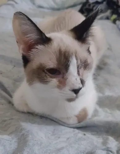 Doa se gatos