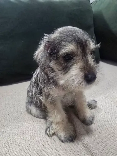 FILHOTE SCHNAUZER 