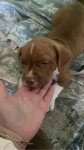 Lindos filhotes de American Bully 