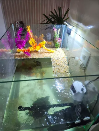 Aquário decorado com rampa e pedras