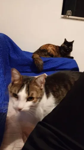 Duas gatas para adoção