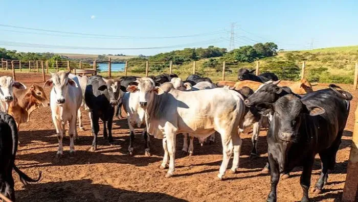 Vendas de gado