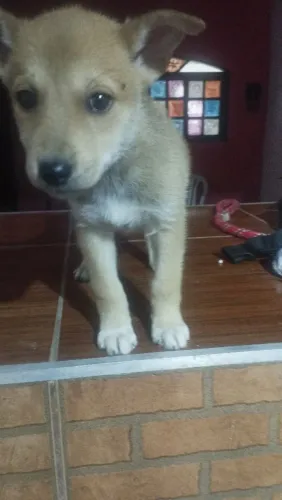 Doando..... um lar, uma família para amar cuidar.... ?