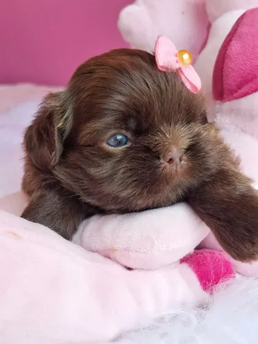 Shih Tzu fêmea, pelagem chocolate- Canil Best Friend 