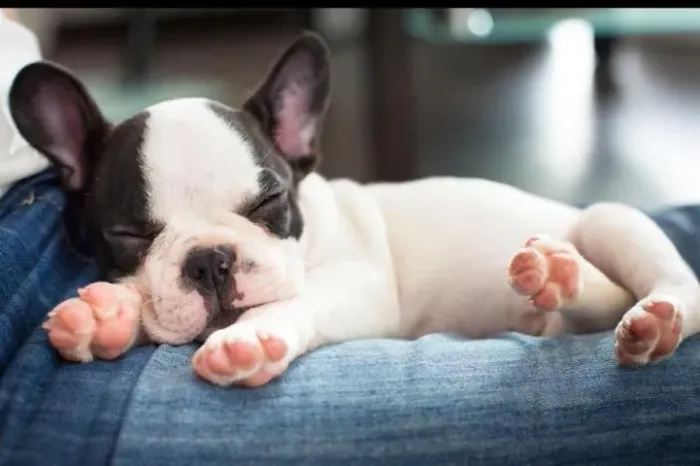 Bulldog frances qualidade garantida 