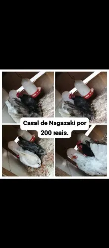 Vende-se os dois.
