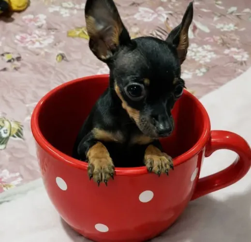 Pincher 0 machinho