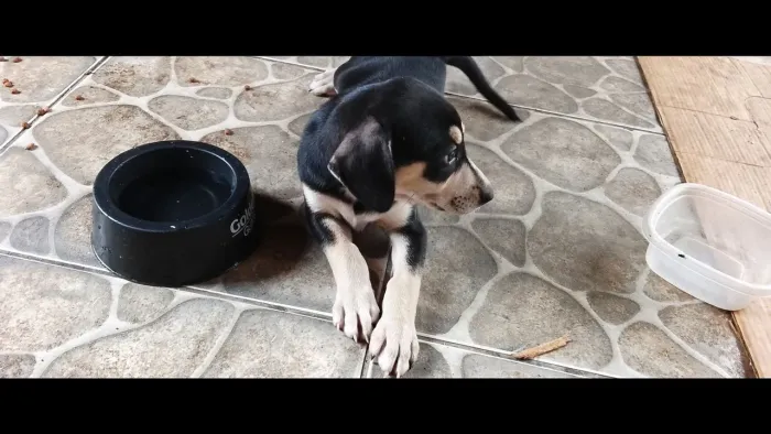 Adoção responsável