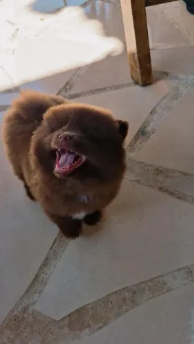 Spitz alemão padrão pequeno