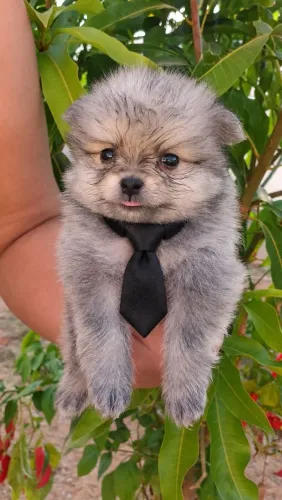 Lulu da pomerania