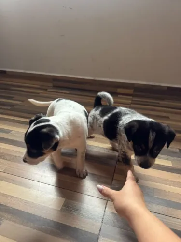 Doa-se dois cachorrinhos. Uma fêmea e um macho.