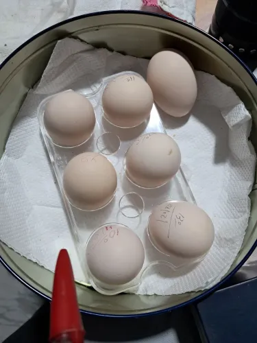 Ovos galado de galinha sedoso do Japão original 